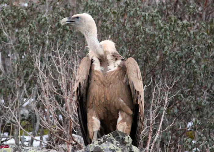Isabel Pensionat Bronchales