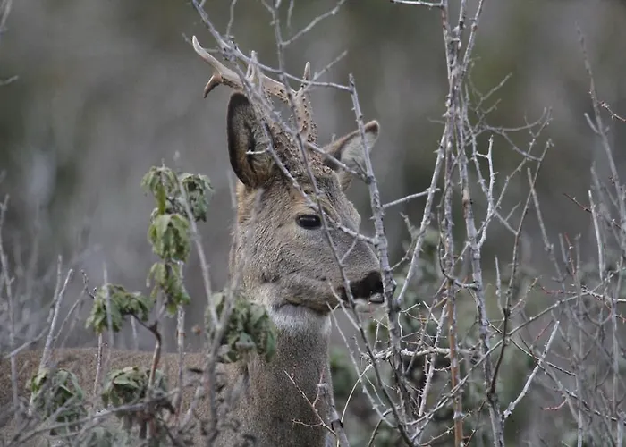 Pensionat Isabel Bronchales