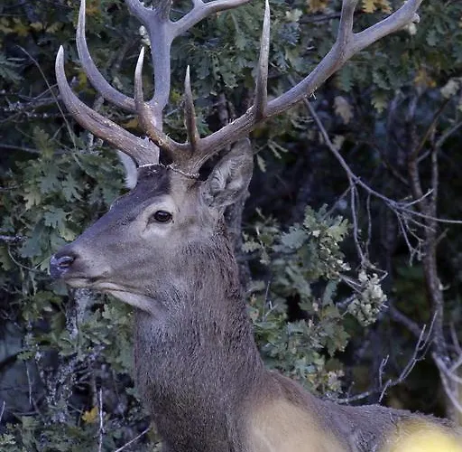 Isabel 3* Bronchales